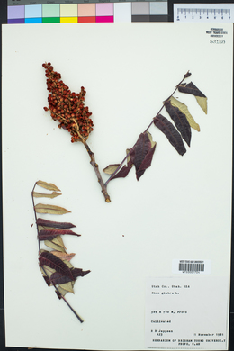 Rhus glabra image