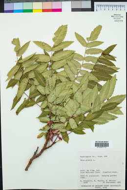 Rhus glabra image