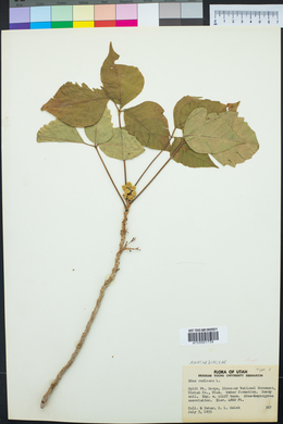 Toxicodendron radicans subsp. radicans image