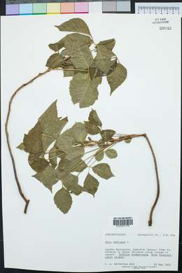 Toxicodendron radicans subsp. radicans image