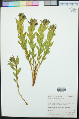 Amsonia tomentosa image