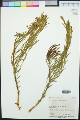 Amsonia tomentosa image