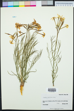 Amsonia longiflora image