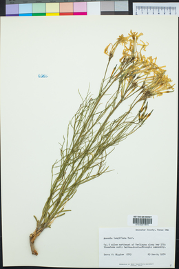 Amsonia longiflora image