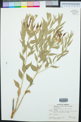 Amsonia tomentosa image