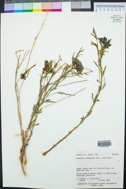 Amsonia tomentosa image