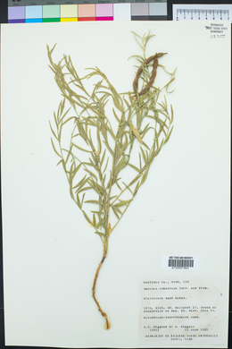 Amsonia tomentosa image