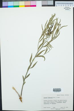 Amsonia tomentosa image