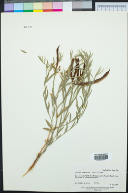 Amsonia tomentosa image