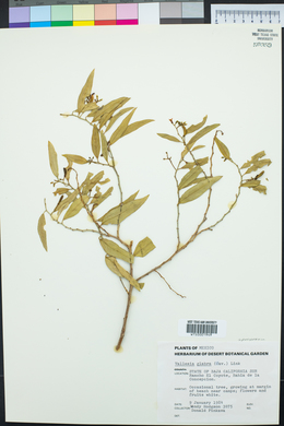 Vallesia glabra image