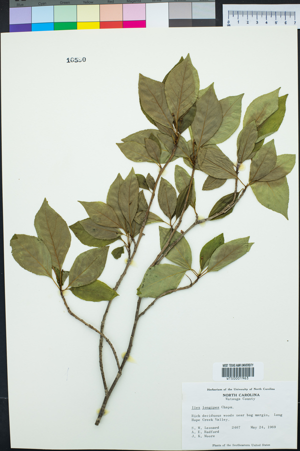 Ilex longipes image