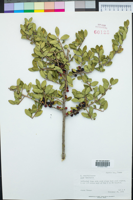 Ilex vomitoria image