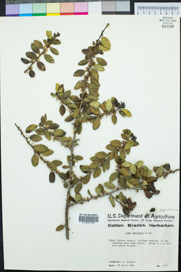 Ilex vomitoria image