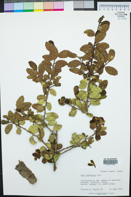 Ilex vomitoria image