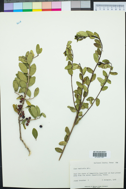 Ilex vomitoria image