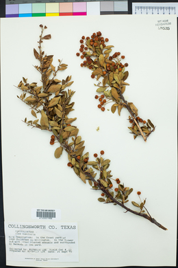 Ilex vomitoria image