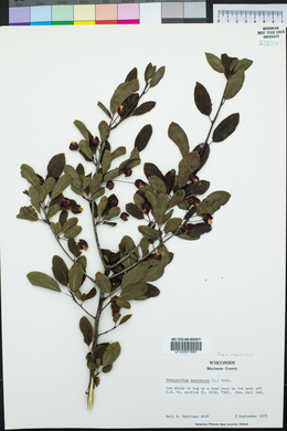 Ilex mucronata image