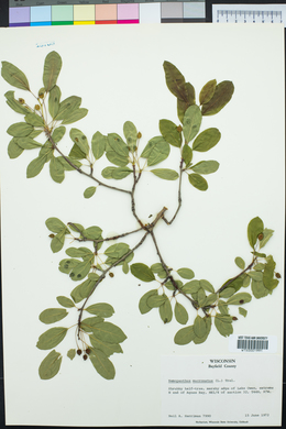 Ilex mucronata image