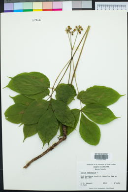 Aralia nudicaulis image