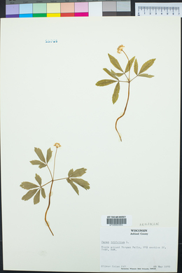 Panax trifolium image