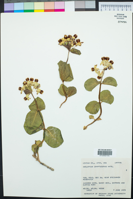 Asclepias cryptoceras image