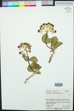 Asclepias cryptoceras image