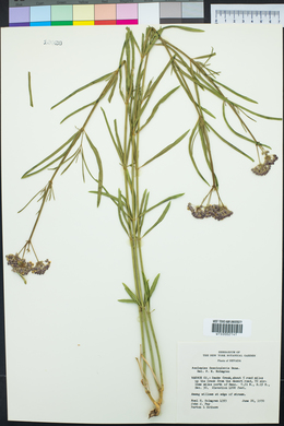 Asclepias fascicularis image