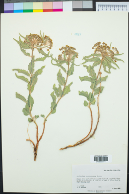 Asclepias macrosperma image