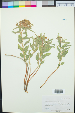 Asclepias macrosperma image