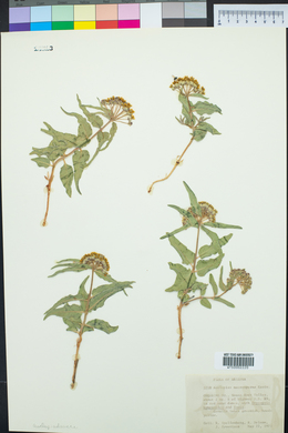 Asclepias macrosperma image