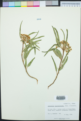 Asclepias oenotheroides image