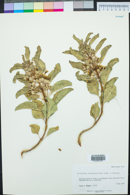 Asclepias oenotheroides image