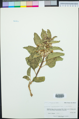 Asclepias oenotheroides image