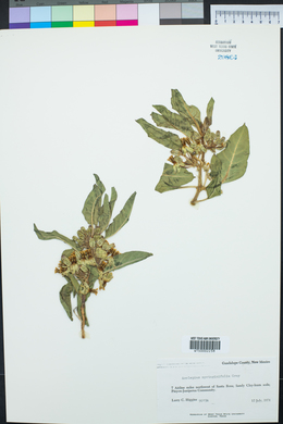 Asclepias oenotheroides image