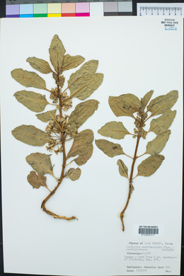 Asclepias oenotheroides image