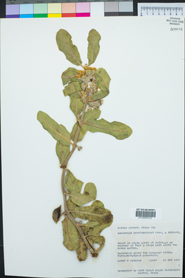 Asclepias oenotheroides image