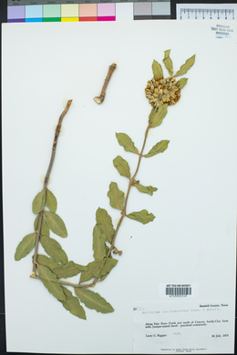 Asclepias oenotheroides image