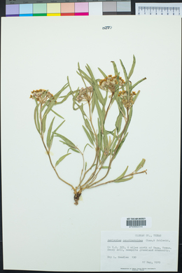 Asclepias oenotheroides image