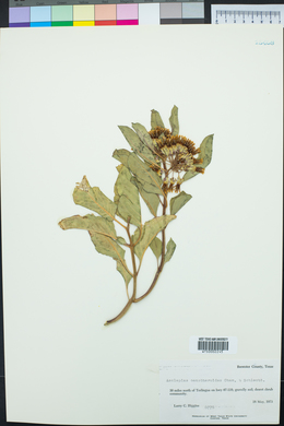 Asclepias oenotheroides image