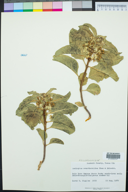 Asclepias oenotheroides image