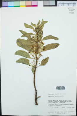 Asclepias oenotheroides image