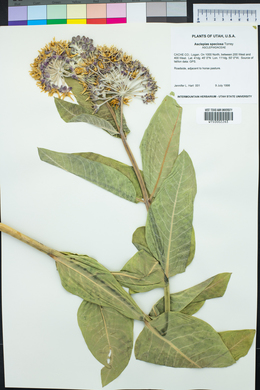 Asclepias speciosa image