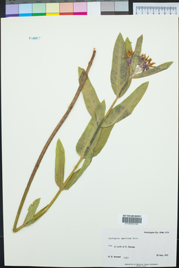 Asclepias speciosa image