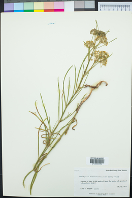 Asclepias subverticillata image