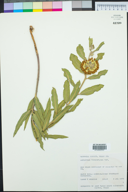 Asclepias viridiflora image