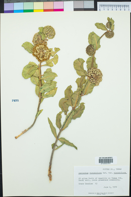 Asclepias viridiflora image