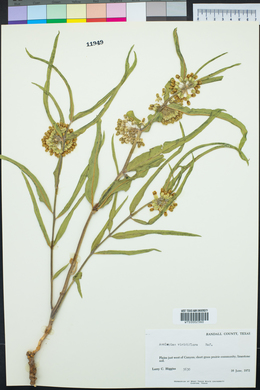 Asclepias viridiflora image