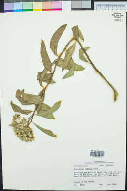 Asclepias viridis image