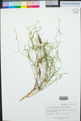 Funastrum heterophyllum image