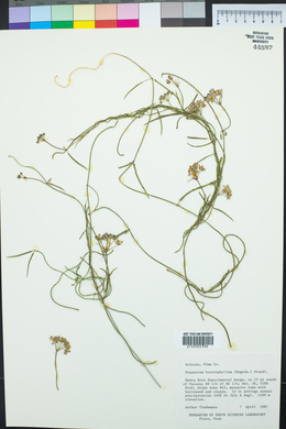 Funastrum heterophyllum image